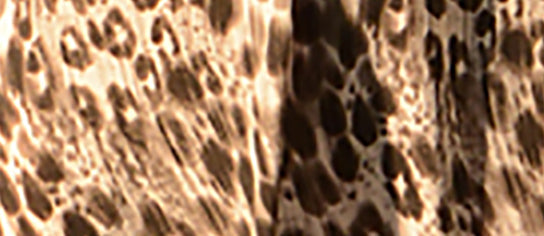 Leggings imprimé tigre avec poche